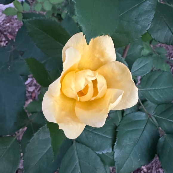 Meet your Posher, Jodie - Picture 1 of 1